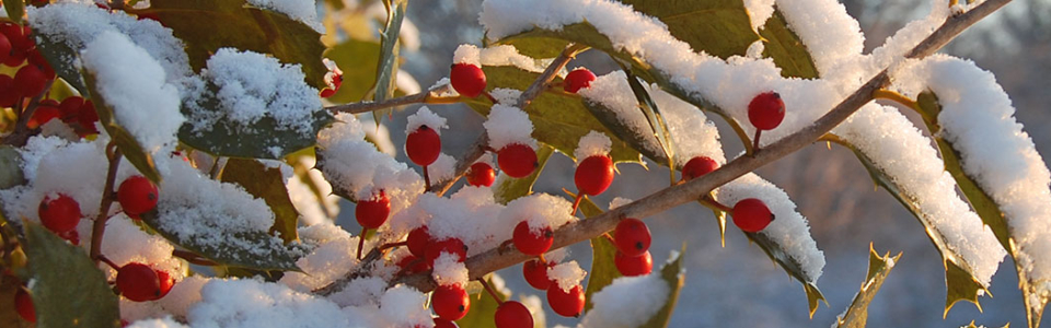 American Holly in snow.