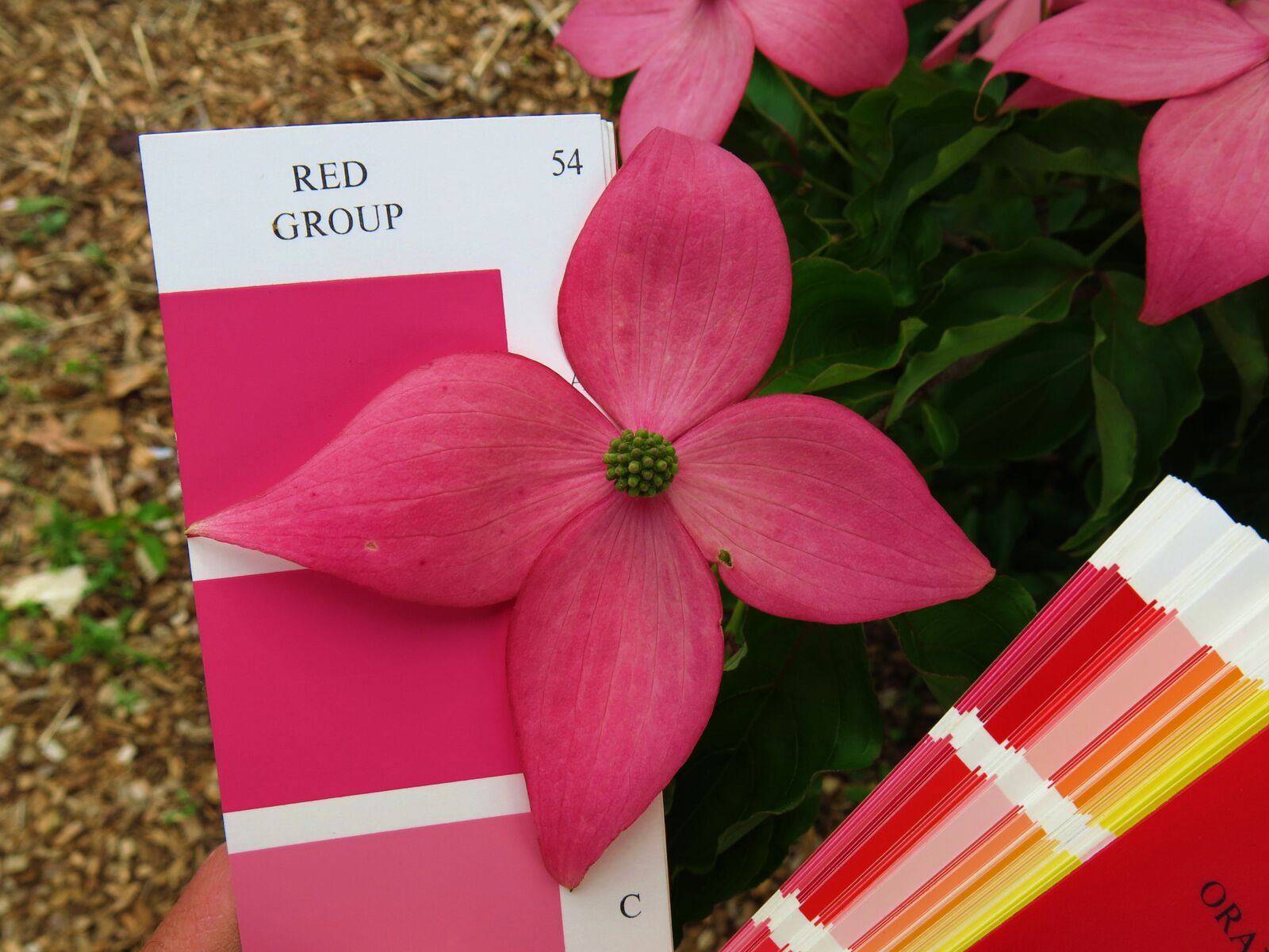 Dogwood flower next to a color swatch